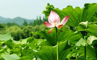 鸡蛋每天吃多少个合适？